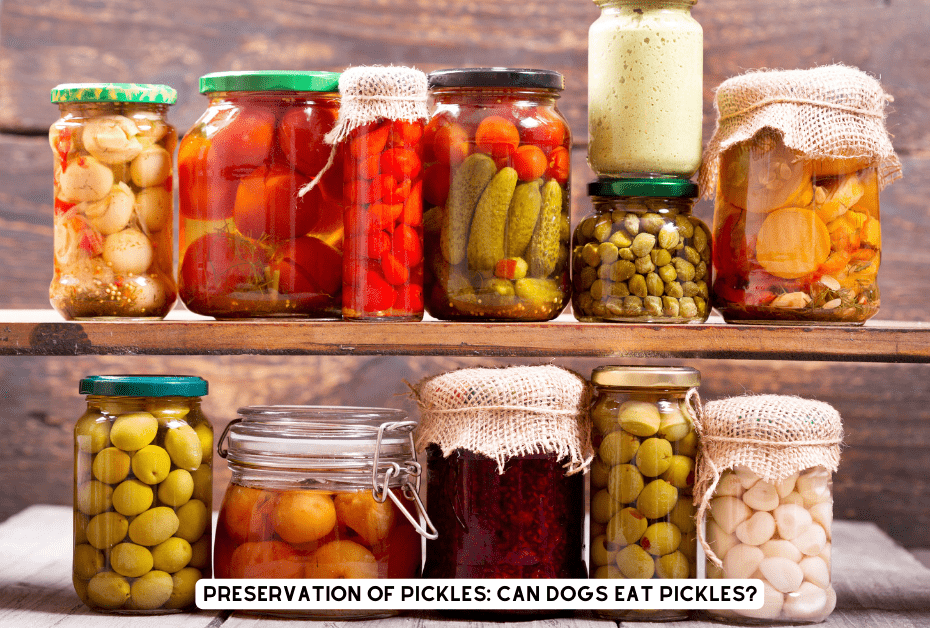 Can Dogs Eat Pickles- preservation of pickles