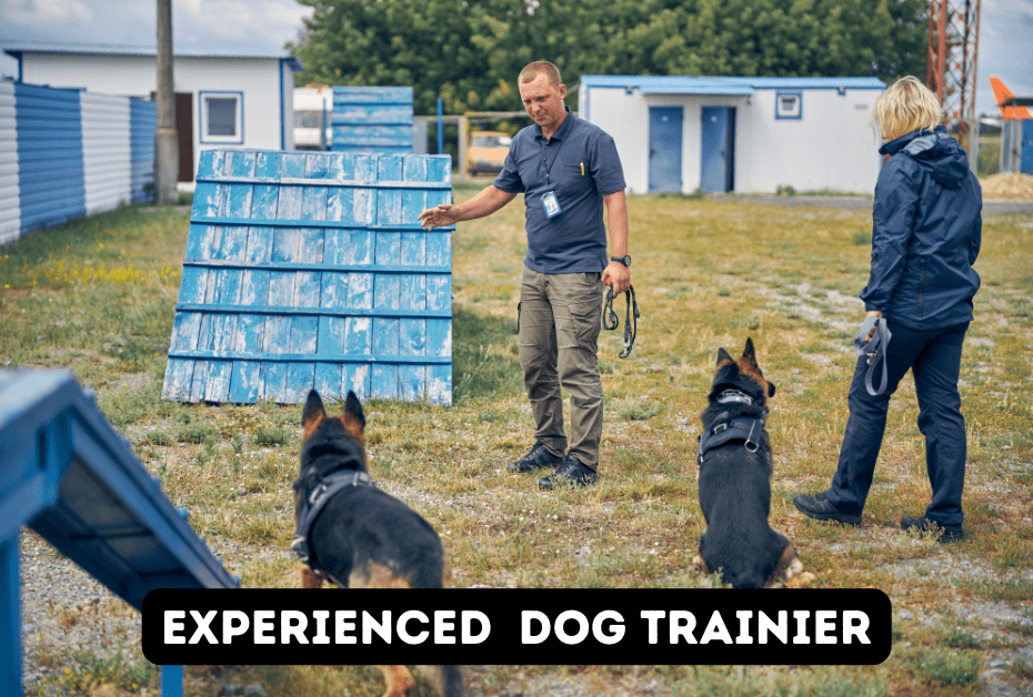 Cavapoo Training experienced dog trainer
