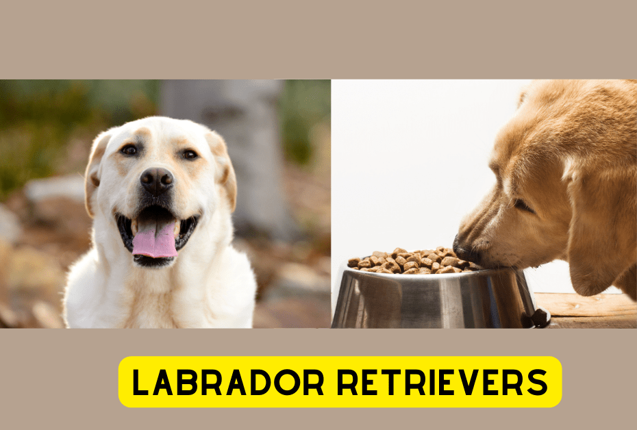 Labrador Retrievers -can dogs eat shrimp