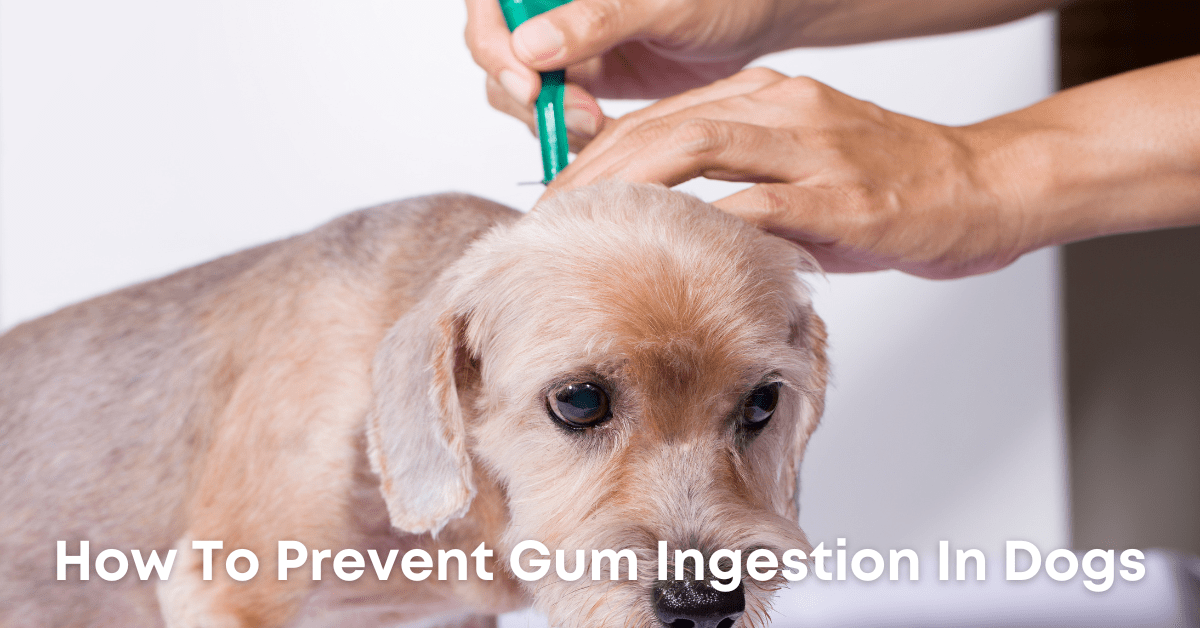 Can Dogs Eat Gum: How To Prevent Gum Ingestion In Dogs