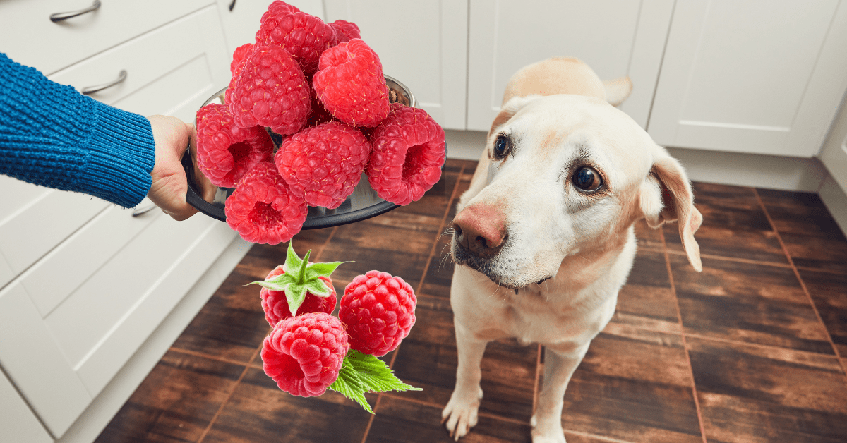 Can Dogs Eat Raspberries: Risks Of Feeding Raspberries To Dogs