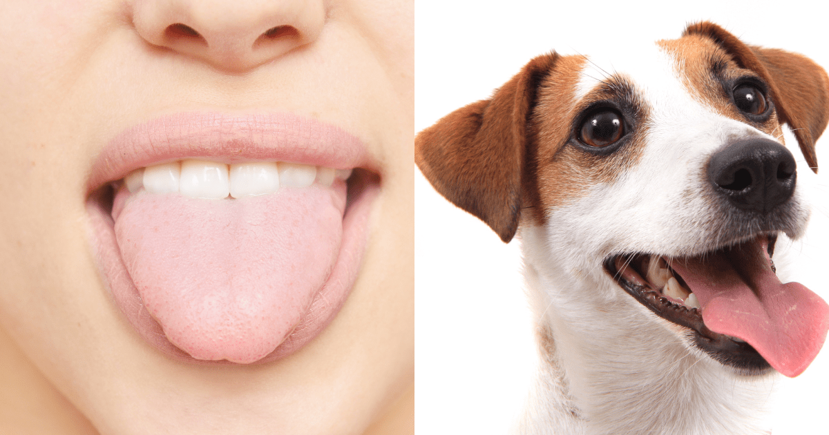 Dog Tongues: Dog Tongue Vs Human Tongue