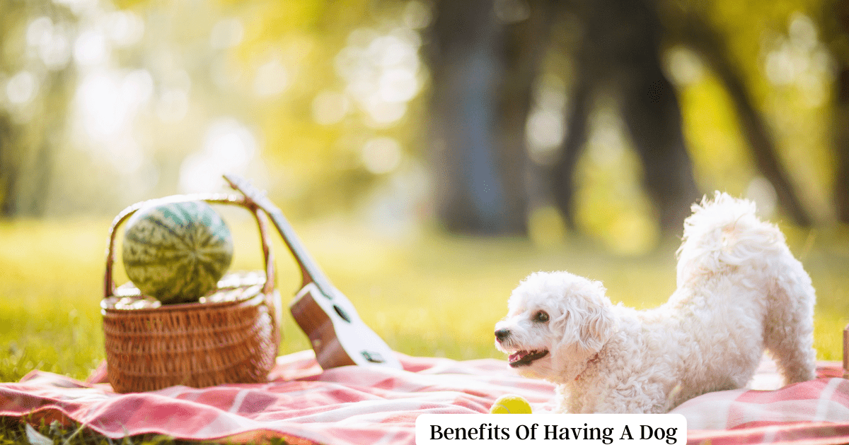 How To Convince Your Parents To Get a Dog: Benefits Of Having A Dog