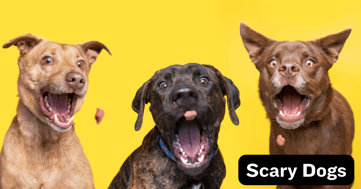 The Scariest Dogs in the World: 