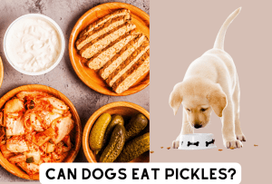 Read more about the article Can Dogs Eat Pickles? The Real Answer You Need to Know