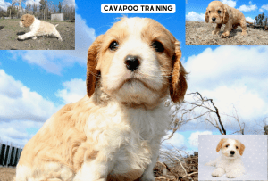 Read more about the article The Secret to Successful Cavapoo Training: Understanding Your Pup’s Behavioral Needs