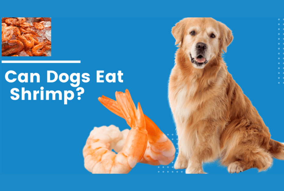 You are currently viewing Pup-Approved Or Not? Can Dogs Eat Shrimp Safely?
