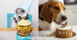 Read more about the article Chew On This: Can Dogs Eat Gum? The Surprising Truth