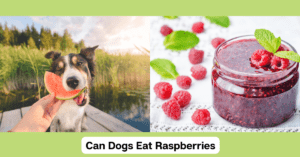Read more about the article Berrylicious Treats: Can Dogs Eat Raspberries Safely?