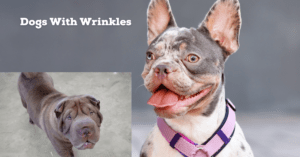 Read more about the article Caring For Dogs With Wrinkles: Tips And Tricks For a Happy Pup