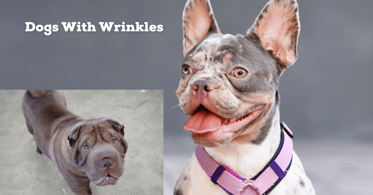 You are currently viewing Caring For Dogs With Wrinkles: Tips And Tricks For a Happy Pup