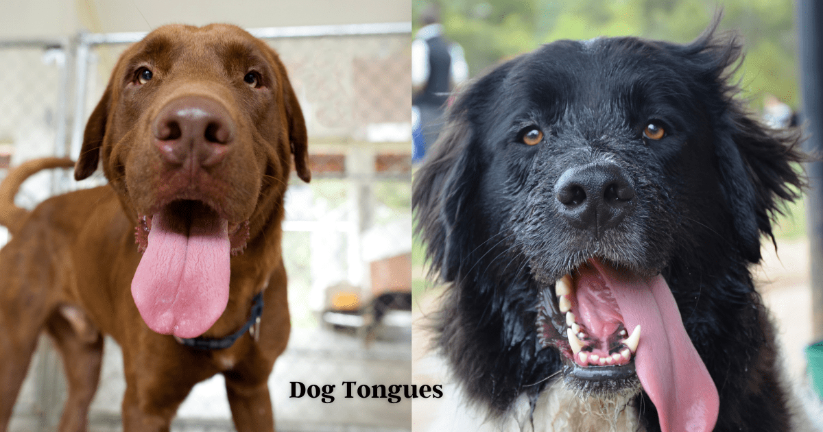You are currently viewing Unlocking the Mystery Of Dog Tongues: How Your Pup Communicates with You