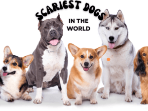Read more about the article The Scariest Dogs in the World: What Makes Them So Frightening?
